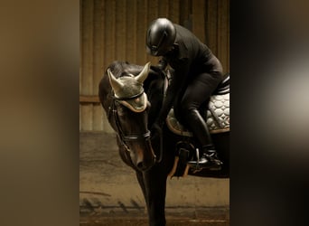 Reitbeteiligung gesucht RsP