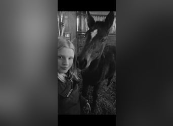 Reitbeteiligung gesucht (RsP)