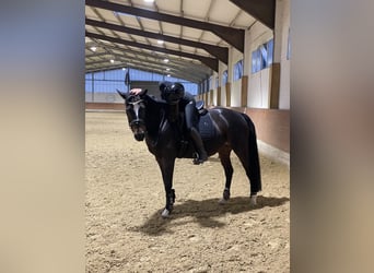 Reitbeteiligung gesucht