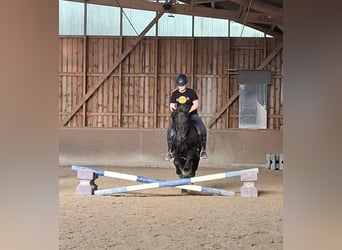 Reitbeteiligung gesucht