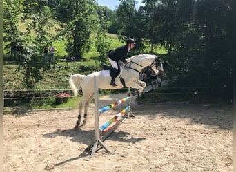 Reitbeteiligung gesucht