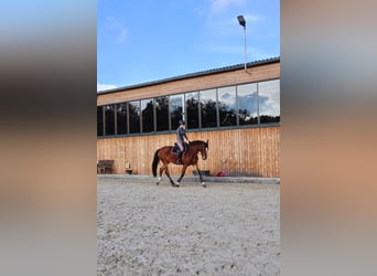 Reitbeteiligung gesucht 