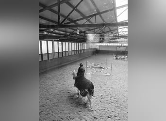 Reitbeteiligung gesucht