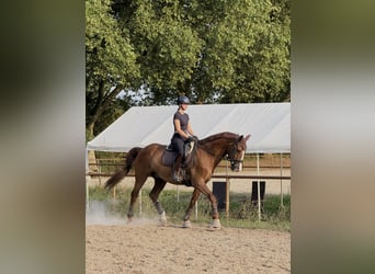 Reitbeteiligung gesucht :)