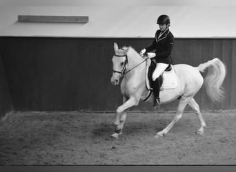 Reitbeteiligung gesucht