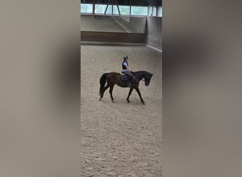 Reitbeteiligung gesucht