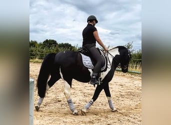 Reitbeteiligung gesucht
