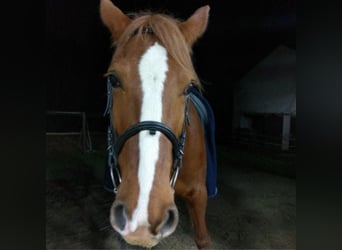 Reitbeteiligung gesucht