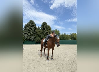 Reitbeteiligung gesucht
