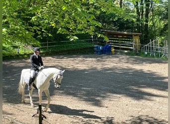 Reitbeteiligung gesucht
