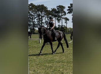 Reitbeteiligung gesucht