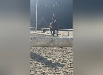 Reitbeteiligung gesucht