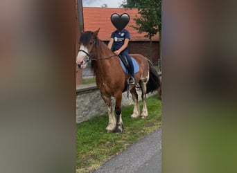 Reitbeteiligung gesucht 