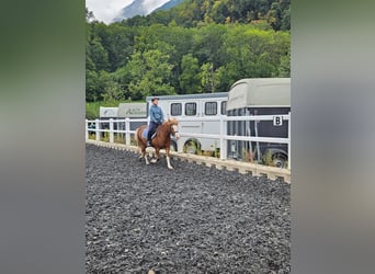 Reitbeteiligung gesucht!