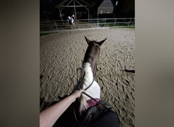 Reitbeteiligung gesucht