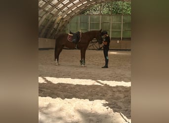 Reitbeteiligung in Baden-Baden gesucht