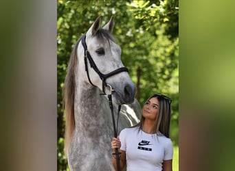 Reitbeteiligung in Dreieich gesucht (Reiter sucht Pferd)