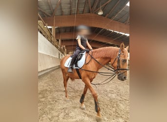 Reitbeteiligung Mensch sucht Pferd