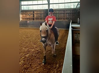 Reitbeteiligung mit Reitunterricht gesucht (R/M sucht P)