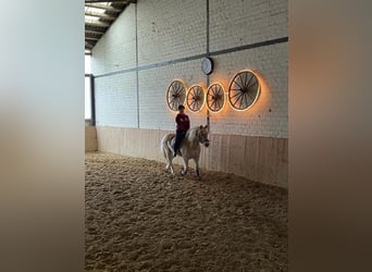 Reitbeteiligung mit Reitunterricht gesucht (R/M sucht P)