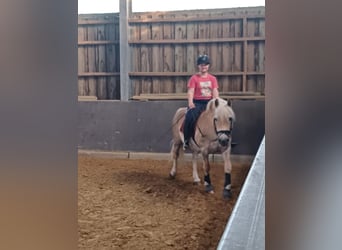 Reitbeteiligung mit Reitunterricht gesucht (R/M sucht P)
