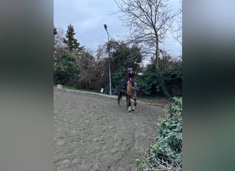 Reitbeteiligung Nähe Wien gesucht