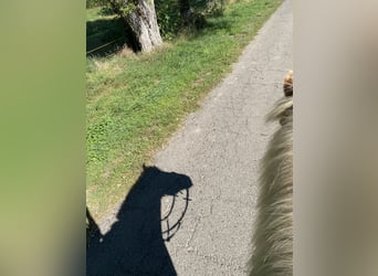 Reitbeteiligung Reiter sucht Pferd 31245 + 20 km Umkreis 