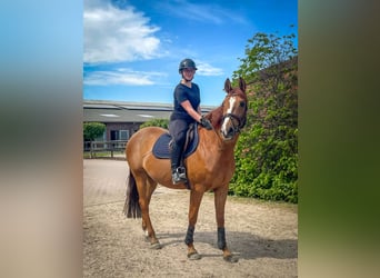 Reitbeteiligung | Reiter sucht Pferd
