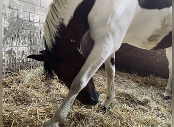 Reitbeteiligung! Reiter sucht Pferd