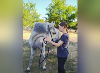 Reitbeteiligung (Reiter sucht Pferd)