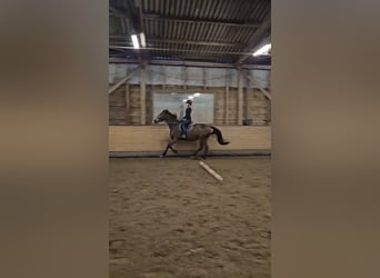 Reitbeteiligung (RsP)