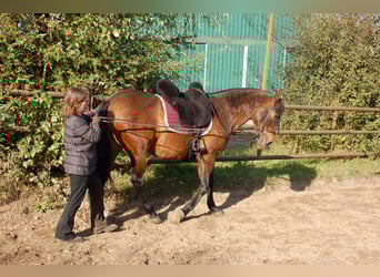 Reitbeteiligung (RsP)