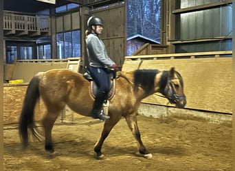 Reitbeteiligung (RsP)