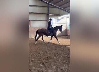 Reitbeteiligung