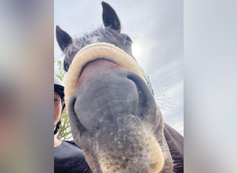 Reitbeteiligung