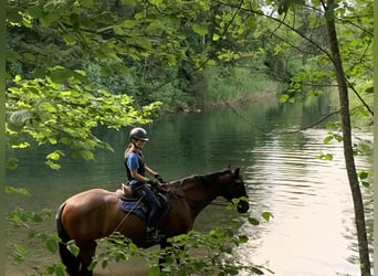 Reitbeteiligung/Pflegepferd gesucht 