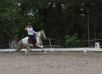 Reitbetiligung gesucht ( Reiterinnen suchen Pferd/e)