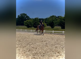 Reiter sucht Pferd im Münchner Süden