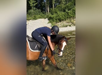 Reiter sucht Pferd