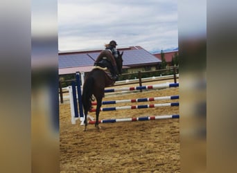 Reiter sucht Pferd