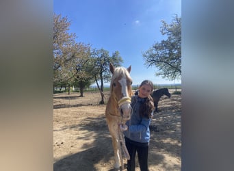 Reiter sucht Pferd