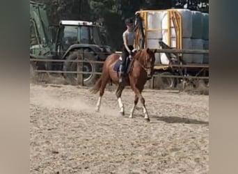 Reiter sucht pferd