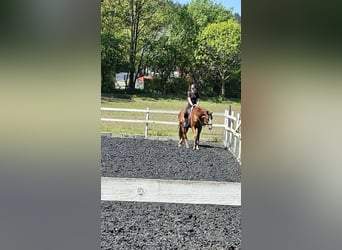 Reiter sucht Pferd