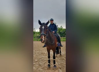 Reiter sucht Pflege- oder Reitbeteiligung