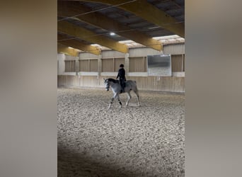 Reiterin sucht Freizeitpartner