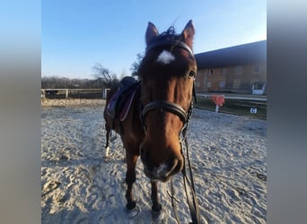 Reiterin sucht für ein Pferd eine Reitbeteiligung