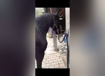 Reiterin sucht in bochum oder Umgebung reine reitbeteiligung