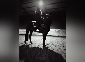 Reiterin sucht langfristige Reitbeteiligung