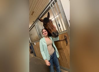 Reiterin sucht Pferd fürs Reiten und Pflege
