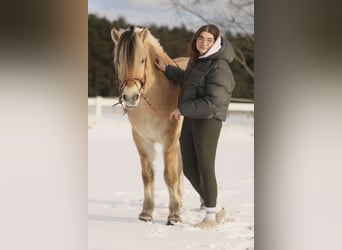 Reiterin sucht Pferd